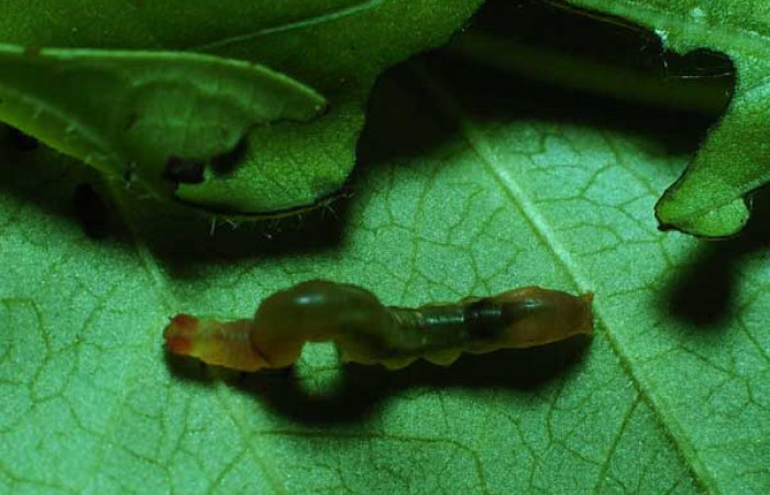  Larva en posición dorsal de <i>Macrodes cynara</i> (Erebidae), PPU estadio. Sector Santa Rosa, Cafetal. Voucher 83-SRNP-547-DHJ5426.jpg.