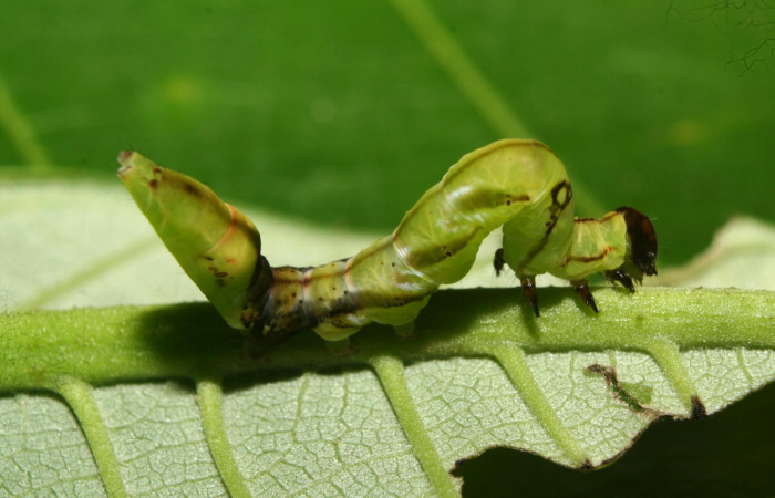  Larva en posición lateral de <i>Macrodes cynara</i> (Erebidae), PU estadio. Sector Pitilla, E.Quica. Voucher 12-SRNP-72430-DHJ702026.jpg.
