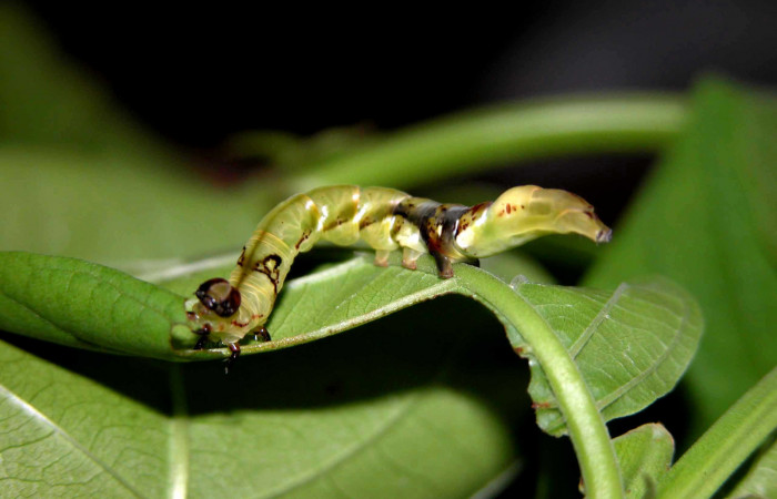  Larva en posición lateral de <i>Macrodes columbalis</i> (Erebidae), PU estadio. Sector Del Oro, Camino Mangos. Voucher 03-SRNP-16376-DHJ401024.jpg.