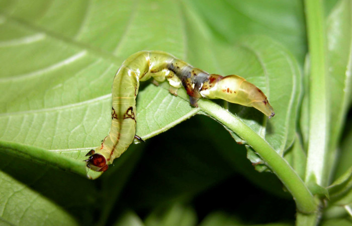  Larva en posición lateral de <i>Macrodes columbalis</i> (Erebidae), PU estadio. Sector Del Oro, Camino Mangos. Voucher 03-SRNP-16376-DHJ401025.jpg.