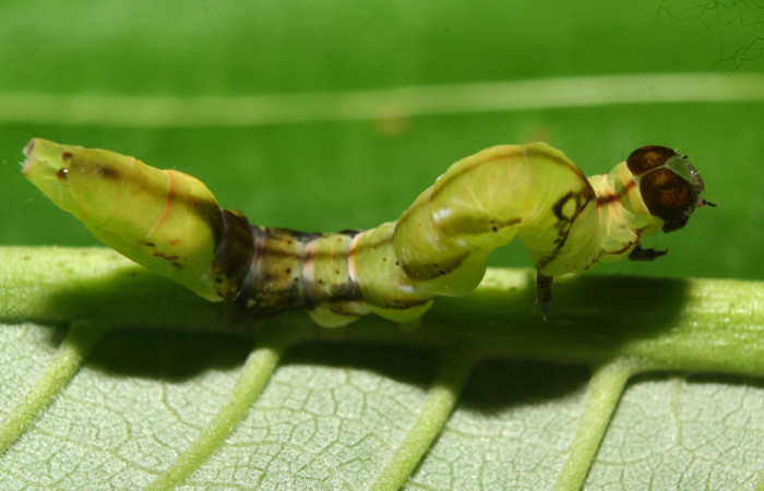  Larva en posición lateral de <i>Macrodes cynara</i> (Erebidae), PU estadio. Sector Pitilla, E.Quica. Voucher 12-SRNP-72430-DHJ702031.jpg.
