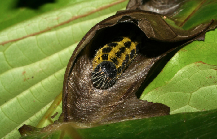 Larva de <i>Memphis aureola</i> (Nymphalidae). Último estadio. Voucher: 05-SRNP-2551-DHJ402396.jpg.