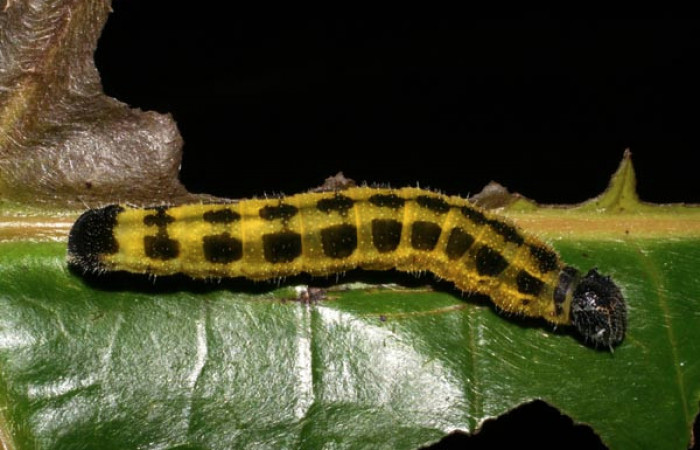 Larva de <i>Memphis aureola</i> (Nymphalidae). Parte lateral. Último estadio. Voucher: 05-SRNP-2551-DHJ402404.jpg.