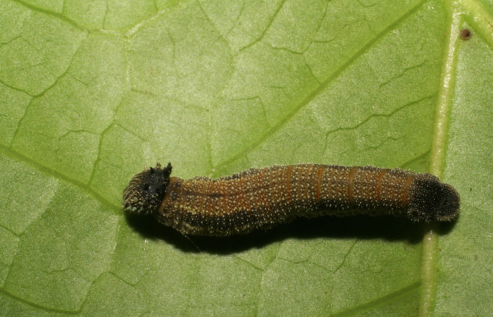 Larva de <i>Memphis aureola</i> (Nymphalidae) tercer estadio. Posición dorsal. Voucher: 05-SRNP-6613-DHJ403266.jpg.