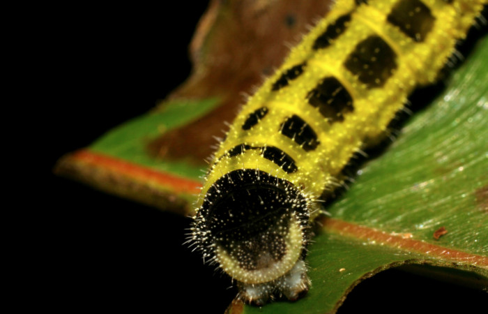 Parte trasera de <i>Memphis aureola</i> (Nymphalidae). Último estadio. Voucher: 06-SRNP-3561-DHJ410471.jpg.