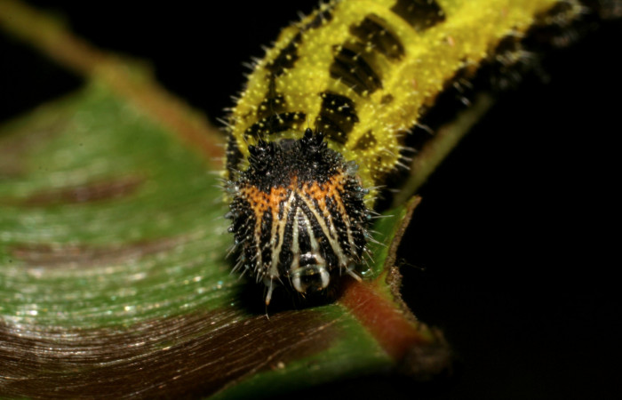 Parte frontal de <i>Memphis aureola</i> (Nymphalidae). Último estadio. Voucher: 06-SRNP-3561-DHJ410472.jpg.