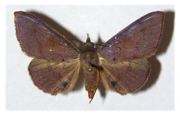 Fig. 7. Adulto <i>Azeta ceramina</i>, alas abiertas 33 mm, vista dorsal. Voucher 05-SRNP-13703-DHJ313002.