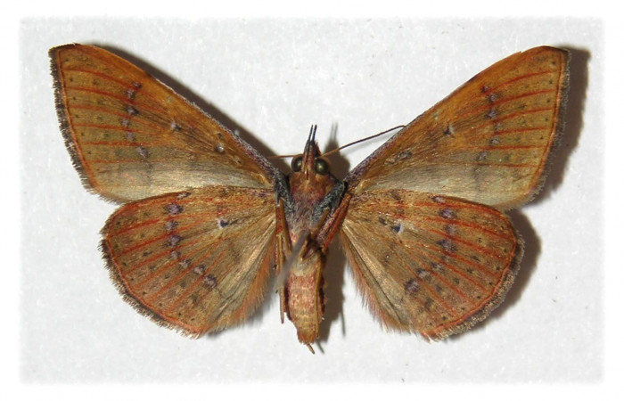 Fig. 8. Adulto<i> Azeta ceramina</i>, alas abiertas 33 mm, vista ventral. Voucher 05-SRNP-13703-DHJ313003.