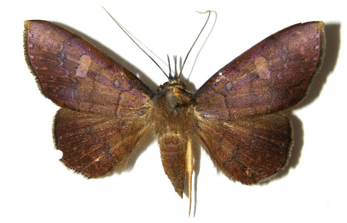 Fig.17. Adulto <i>Azeta imbuta</i>, Vista dorsal  miden 34 mm en alas abiertas.   Voucher 05-SRNP-34327-DHJ328426. 