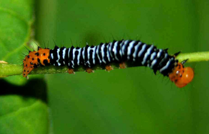 Fig. 16. Larva <i>Azeta imbuta</i>, Se localizó en Sendero Nacho, Sector Pitilla, en último estadio, mide 30 mm de largo. Voucher 05-SRNP-34331-DHJ424279.jpg.