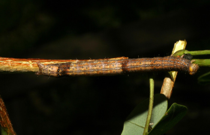 Fig. 14. Larva <i>Azeta ceramina</i>, en último estadio   Sendero Mora, localidad Sector la Perla.  Voucher 05-SRNP-59274-DHJ408559.jpg.