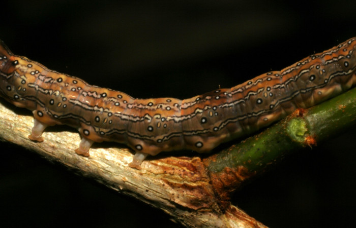 Fig. 3. Larva <i>Azeta ceramina</i>, vista lateral central en último estadio, localidad Sendero Mora mide 31 mm largo. Sendero Mora. Voucher 05-SRNP-59274-DHJ408561.jpg.
