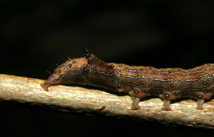 Fig. 4. Detalle cola de la larva <i>Azeta ceramina</i>, en último estadio. Sendero Mora. Voucher 05-SRNP-59274-DHJ408562.jpg.
