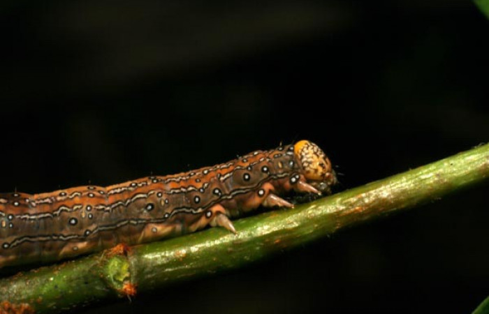 Fig. 5. Detalle cabeza de larva <i>Azeta ceramina</i>, en último estadio. Sendero Mora. Voucher 05-SRNP-59274-DHJ408563.jpg.