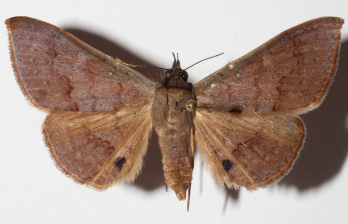 Fig.19. Adulto <i>Azeta ceramina</i>, Vista dorsal mide 36 mm en alas abiertas.  Voucher 14-SRNP-55864-DHJ905964.