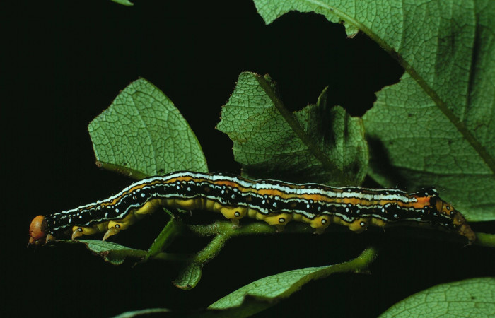 Fig. 1. Larva <i>Azeta ceramina</i>, lateral entero, encontrada en bosque húmedo, Sector Santa Rosa. Voucher 84-SRNP-185-DHJ7140.jpg. 