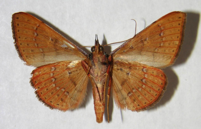 Fig. 20. Adulto  <i>Azeta ceramina</i>, Vista ventral (Macho) mide 34 mm en alas abiertas.  Voucher 96-SRNP-10485-DHJ365757