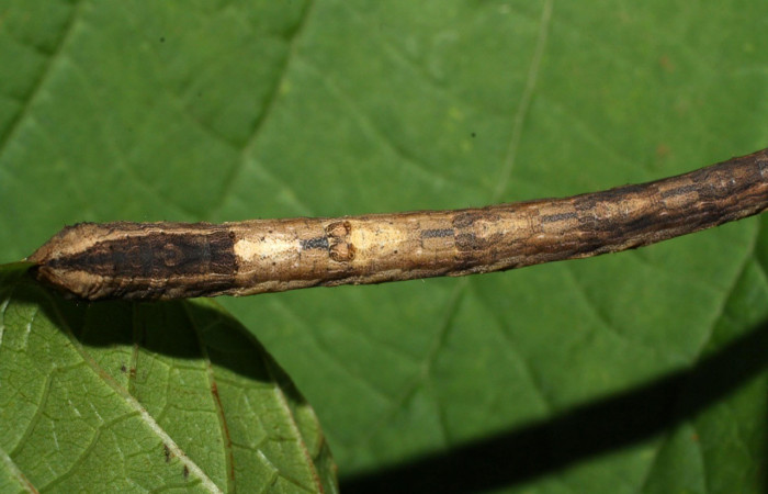 Figura 10. Parte posterior <i>Nepheloleuca illiturata</i> (Geometridae). Sector Del Oro, Quebrada Trigal, (elevación 290 metros). Colectada 11 agosto 2012. (12-SRNP-21521-DHJ493318.jpg).