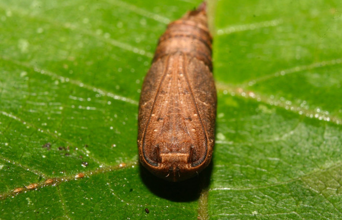 Figura 12. Pupa  <i>Nepheloleuca illiturata</i> (Geometridae). Sector Pitilla, Medrano, (elevación 380 metros). 15 febrero 2014. (14-SRNP-70374-DHJ722293.jpg).
