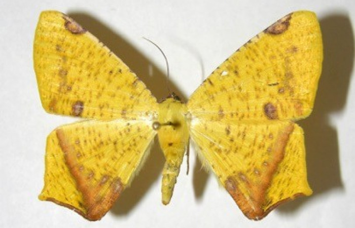 Figura 13. Adulto de <i>Nepheloleuca illiturata</i> (Geometridae), posición dorsal. (92-SRNP-5925-DHJ357266).