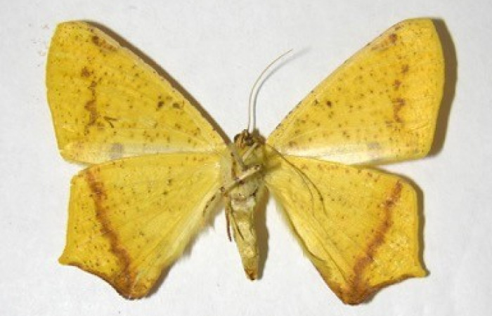 Figura 14. Adulto de <i>Nepheloleuca illiturata</i> (Geometridae), posición ventral. (92-SRNP-5925-DHJ357267).