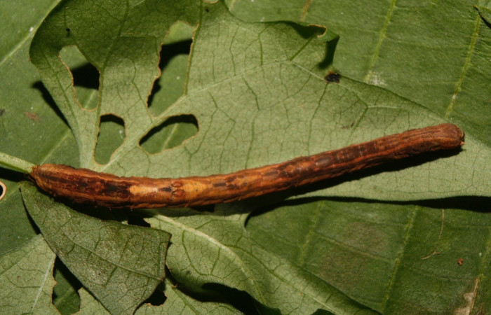 Figura 15. Posición dorsal <i>Nepheloleuca illiturata</i> (Geometridae). Sector Pitilla, Medrano, (elevación 380 metros). Colectada 15 febrero 2014. (14-SRNP-70374-DHJ722177.jpg).