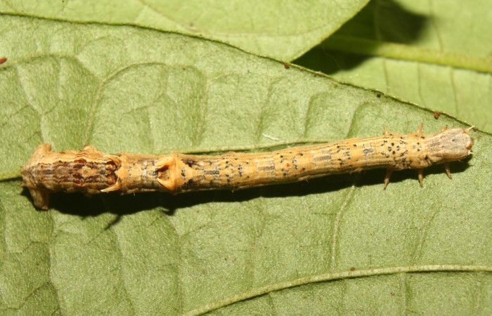 Figura 16. Posición dorsal <i>Nepheloleuca politia</i> (Geometridae). Sector Pitilla, Medrano, (elevación 380 metros). Colectada 7 setiembre 2013. (13-SRNP-71535-DHJ703162.jpg).