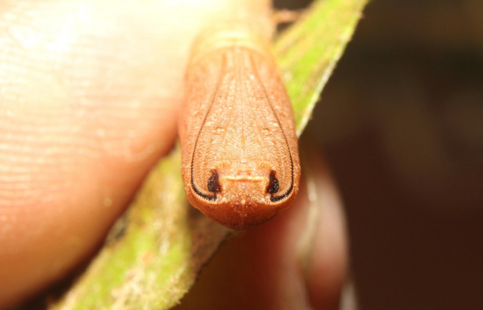 Figura 17. Pupa posición vista de frente  <i>Nepheloleuca politia</i> (Geometridae). Sector Pitilla, Pasmompa, (elevación 440 metros). 21 abril 2017. (17-SRNP-71309-DHJ737866.jpg).