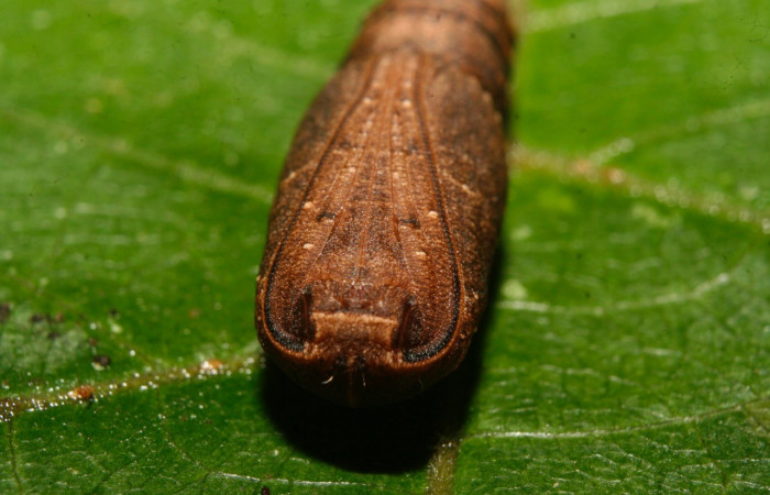 Figura 18. Pupa posición vista de frente  <i>Nepheloleuca illiturata</i> (Geometridae). Sector Pitilla, Medrano, (elevación 380 metros). 15 febrero 2014. (14-SRNP-70374-DHJ722290.jpg).
