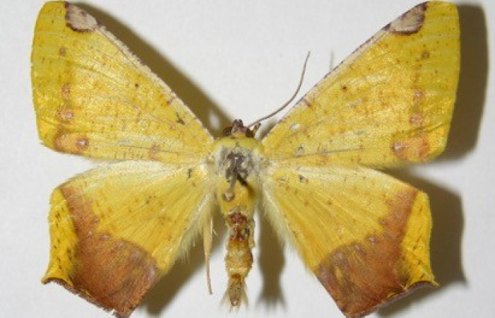 Figura 19. Adulto de <i>Nepheloleuca politia</i> (Geometridae), posición dorsal. (01-SRNP-5911-DHJ325798.).