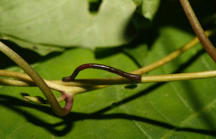 Figura 1. Dorsal entero <i>Nepheloleuca illiturata</i> (Geometridae). Sector Pitilla, Medrano, (elevación 380 metros). Colectada 15 febrero 2014. (14-SRNP-70374-DHJ722004.jpg).