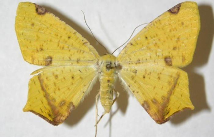 Figura 20. Adulto de <i>Nepheloleuca illiturata</i> (Geometridae), posición dorsal. (14-SRNP-70374-DHJ594038).