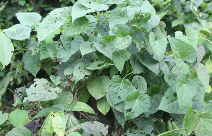 Figura 21. Planta hospedera de larva <i>Nepheloleuca illiturata</i> (Geometridae), <i>Ipomoea trifida</i>, (Convolvulaceae), posición hojas. Foto Dinia Martinez, 4 octubre 2020.