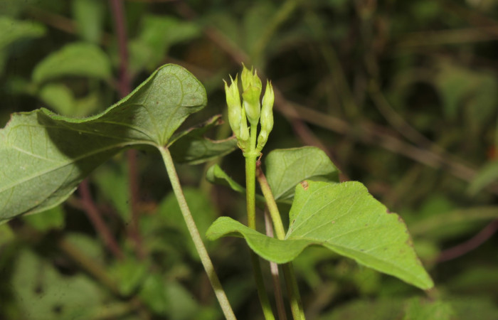 Figura 22. Planta hospedera de larva <i>Nepheloleuca illiturata</i> (Geometridae), <i>Ipomoea trifida</i>, (Convolvulaceae), botones florales. Foto Dinia Martinez, 4 octubre 2020.