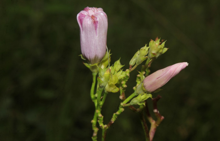 Figura 23. Planta hospedera de larva <i>Nepheloleuca illiturata</i> (Geometridae), <i>Ipomoea trifida</i>, (Convolvulaceae), flores. Foto Dinia Martinez, 4 octubre 2020.