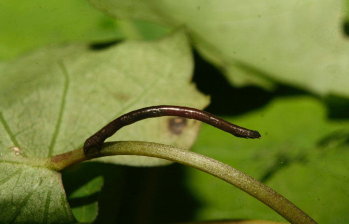 Figura 2. Lateral entero <i>Nepheloleuca illiturata</i> (Geometridae). Sector Pitilla, Medrano, (elevación 380 metros). Colectada 15 febrero 2014. (14-SRNP-70374-DHJ722003.jpg).