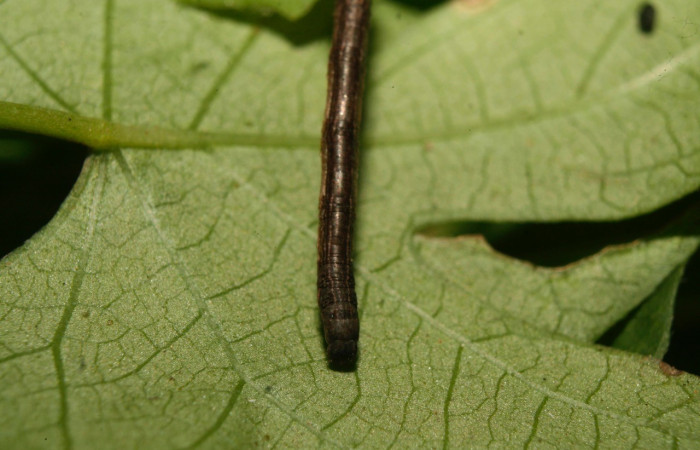 Figura 4. Cabeza <i>Nepheloleuca illiturata</i> (Geometridae). Sector Pitilla, Medrano, (elevación 380 metros). Colectada 15 febrero 2014. (14-SRNP-70374-DHJ722007.jpg).