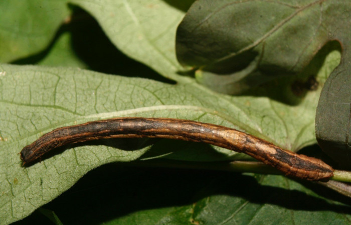 Figura 5. Dorsal entero <i>Nepheloleuca illiturata</i> (Geometridae). Sector Pitilla, Medrano, (elevación 380 metros). Colectada 15 febrero 2014. (14-SRNP-70374-DHJ722033.jpg).