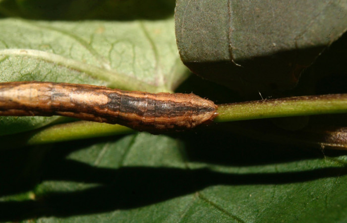 Figura 7. Parte posterior <i>Nepheloleuca illiturata</i> (Geometridae). Sector Pitilla, Medrano, (elevación 380 metros). Colectada 15 febrero 2014. (14-SRNP-70374-DHJ722031.jpg).
