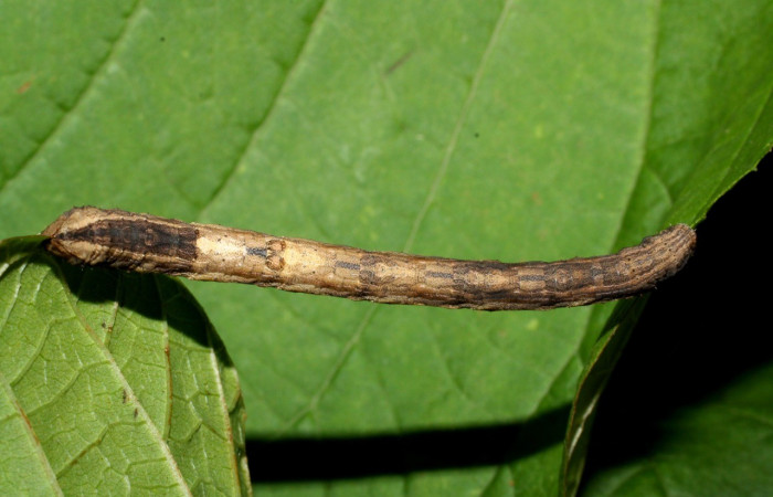 Figura 8. Dorsal entero <i>Nepheloleuca illiturata</i> (Geometridae). Sector Del Oro, Quebrada Trigal, (elevación 290 metros). Colectada 11 agosto 2012. (12-SRNP-21521-DHJ493316.jpg).