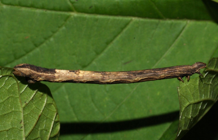 Figura 9. Lateral entero <i>Nepheloleuca illiturata</i> (Geometridae). Sector Del Oro, Quebrada Trigal, (elevación 290 metros). Colectada 11 agosto 2012. (12-SRNP-21521-DHJ493315.jpg).