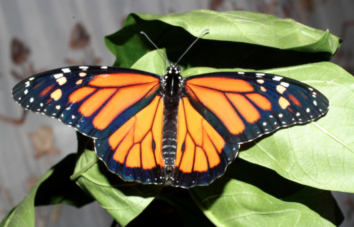 Fig. 1 Vista dorsal del macho adulto Danaus plexippus (Nymphalidae), Los Almendros, Sector El Hacha, 290m. 13-SRNP-20948-DHJ493589.