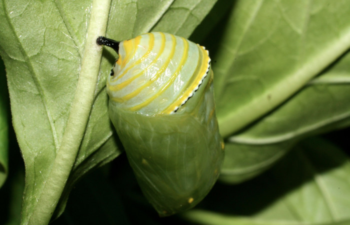 Fig. 10 Pupa <i>Danaus plexippus</i> (Nymphalidae). Los Almendros Sector El Hacha,13-SRNP-21113-DHJ493592.