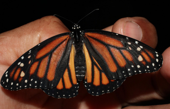 Fig. 3 Vista dorsal hembra recien eclosionada de <i>Danaus plexippus</i>(Nymphalidae) Los Almendros Sector El Hacha 290m. 13-SRNP-21212-DHJ493669.