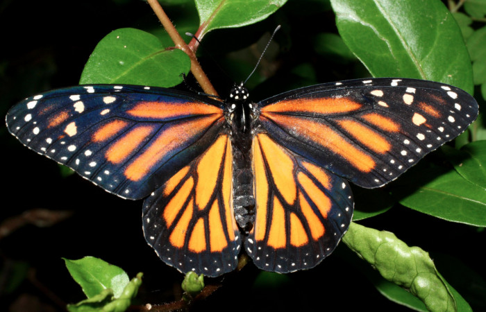 Fig. 4 Vista dorsal hembra con las alas mas extendidas <i>Danaus plexippus</i> (Nymphalidae), Los Almendros, Sector El Hacha 290m. 13-SRNP-21212-DHJ493670.