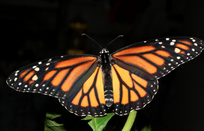 Fig. 5 Vista dorsal hembra <i>Danaus plexippus</i>(Nymphalidae), Los Almendros, Sector El Hacha 290m. 13-SRNP-21212-DHJ493668.