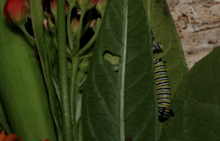 Fig 8. Larva <i>Danaus plexippus</i> en ultimo estadio Los Almendros, Sector El Hacha, 290m. 13-.SRNP-22024-DHJ493732.