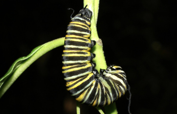 Fig.9 Prepupa <i>Danaus plexippus</i> Nymphalidae, Los Almendros, Sector El Hacha, 13-SRNP-20948-DHJ493591.