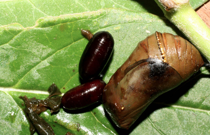 Fig 11. Puparias de (Tachinidae), salió pupa <i>Danaus plexippus</i> Los Almendros, Sector El Hacha, 290m.13-SRNP-21325-IMG_8890.