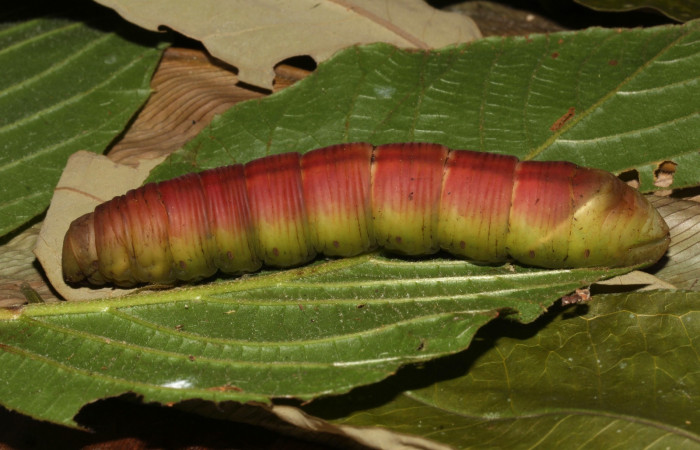 Figura 13. Prepupa en posición lateral de <i>Pachylia</i> darcetaDHJ02 (Sphingidae). Sector Pitilla,  Sendero Naciente. Voucher 17-SRNP-31478-DHJ739153.jpg.